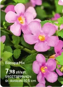 Castorama Bacopa Mix oferta