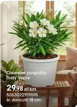 Castorama Oleander pospolity biały Verve oferta