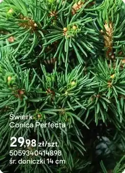 Castorama Świerk Conica Perfecta oferta