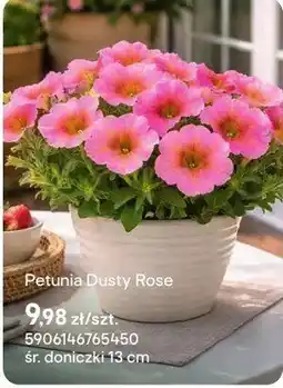 Castorama Petunia Dusty Rose oferta
