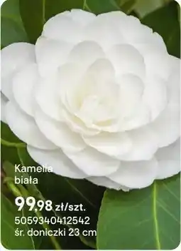 Castorama Kamelia biała oferta
