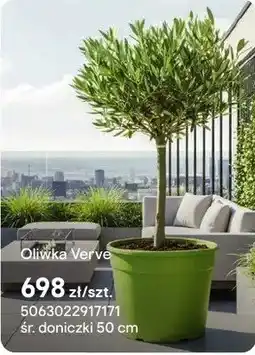 Castorama Oliwka Verve oferta