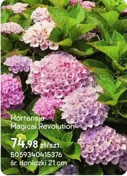 Castorama Hortensja Magical Revolution oferta