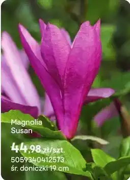 Castorama Magnolia Susan oferta