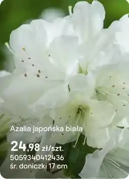 Castorama Azalia japońska biała oferta