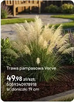 Castorama Trawa pampasowa Verve oferta