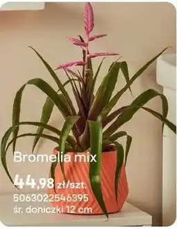 Castorama Bromelia mix oferta