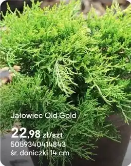 Castorama Jałowiec Old Gold oferta
