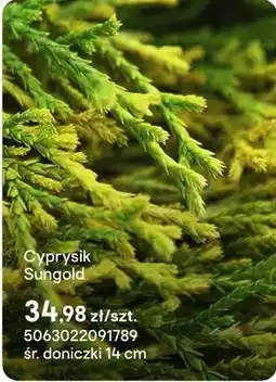 Castorama Cyprysik Sungold oferta