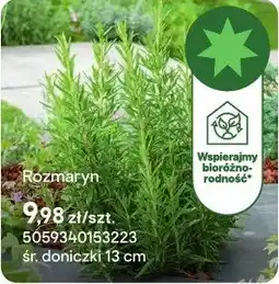 Castorama Zioła Rozmaryn oferta