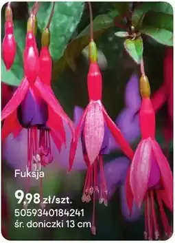 Castorama Fuksja oferta