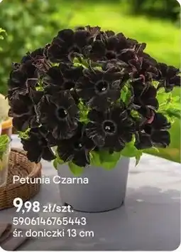 Castorama Petunia Czarna oferta