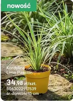 Castorama Kordylina Lima Passion oferta