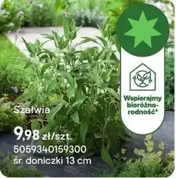 Castorama Zioła Szałwia oferta