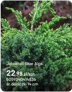 Castorama Jałowiec Blue Alps oferta