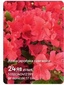 Castorama Azalia japońska czerwona oferta