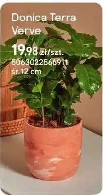 Castorama Donica Terra Verve oferta