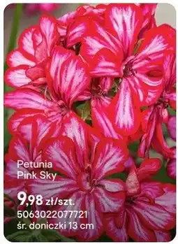 Castorama Petunia Pink Sky oferta