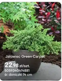 Castorama Jałowiec Green Carpet oferta