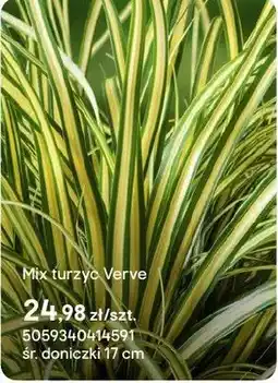 Castorama Mix turzyce Verve oferta