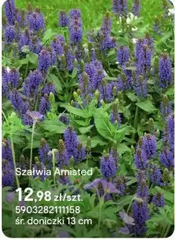 Castorama Szałwia Amisted oferta