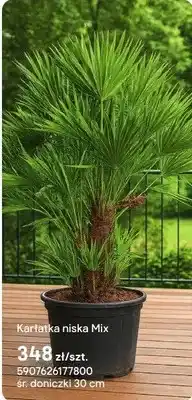Castorama Roślina Karłatka niska Mix oferta