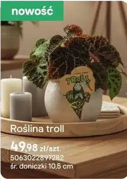 Castorama Roślina troll oferta