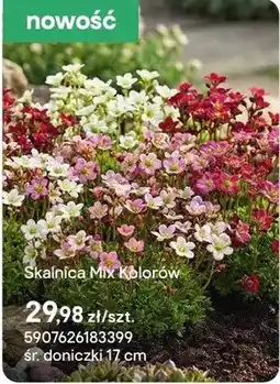 Castorama Skałnica Mix Kolorów oferta