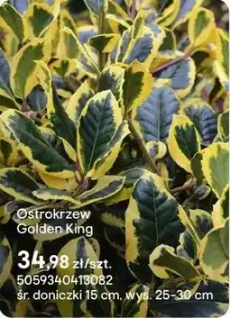 Castorama Ostrokrzew Golden King oferta