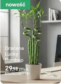 Castorama Dracena Lucky Bamboo oferta