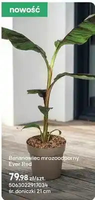 Castorama Roślina Bananowiec mrozoodporny Ever Red oferta