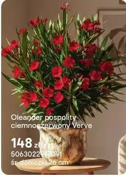 Castorama Oleander pospolity ciemnoczerwony Verve oferta