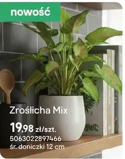 Castorama Zroślicha Mix oferta