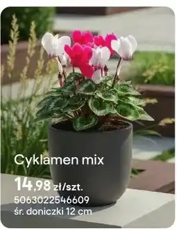 Castorama Cyklamen mix oferta