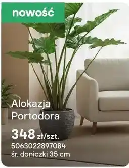 Castorama Alokazja Portodora oferta