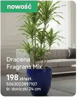 Castorama Dracena Fragrans Mix oferta
