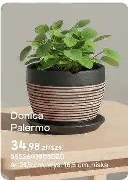 Castorama Doniczka Palermo oferta