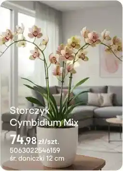 Castorama Storczyk Cymbidium Mix oferta