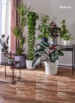 Castorama Filodendron Congo oferta