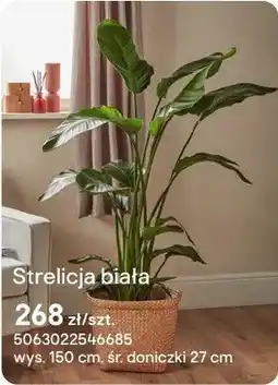 Castorama Strelicja biała oferta