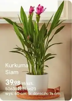 Castorama Kurkuma Siam oferta