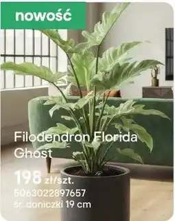 Castorama Filodendron Florida Ghost oferta