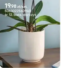 Castorama Doniczka biała skórzyk oferta