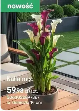 Castorama Kalia mix oferta