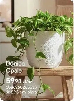 Castorama Doniczka Opale oferta