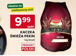 Stokrotka Kaczka Drosed oferta