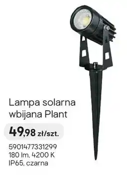 Castorama Lampa solarna wbijana Plant czarna oferta