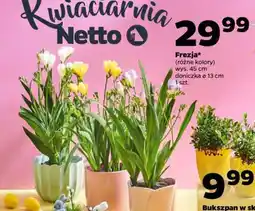 Netto Frezja oferta