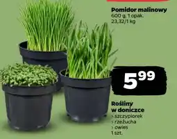 Netto Rośliny w doniczce oferta