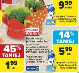 Carrefour Polski owies, polska rzeżucha w doniczce oferta